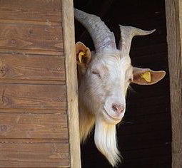 face-de-bouc